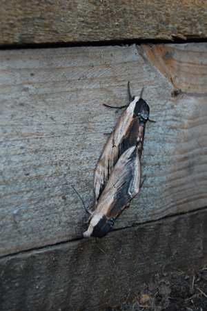 Sphinx ligustri - liguster sværmer Sphinx ligustri - liguster sværmer